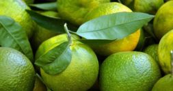 Plot 1: Lemon
